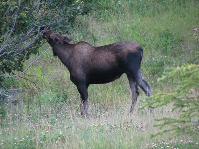 02 - Alaska 2010 045